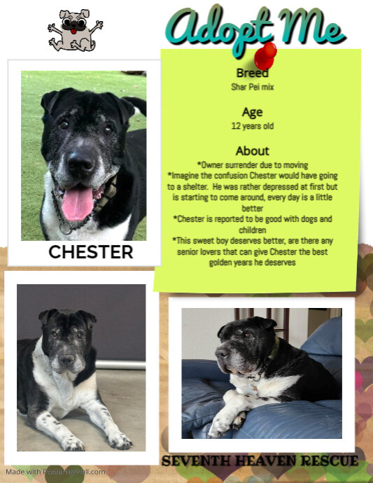 Copy of Pet Adoption Animal Rescue Instagram (13) | PosterMyWall