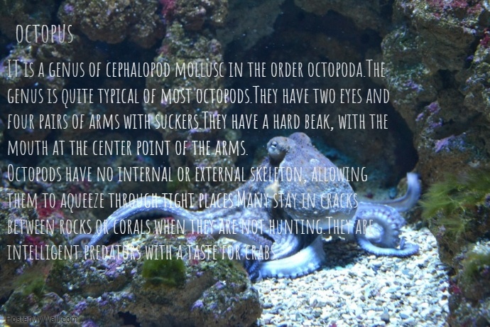 Copy of Octopus