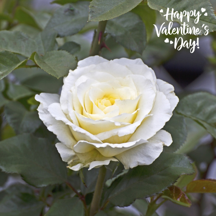 216 Ilu Love Template Postermywall