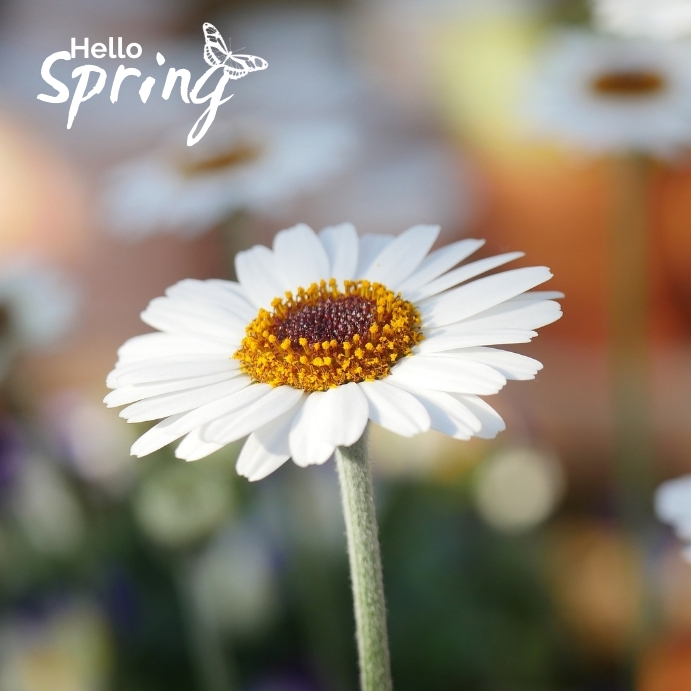 222 Spring Template | PosterMyWall