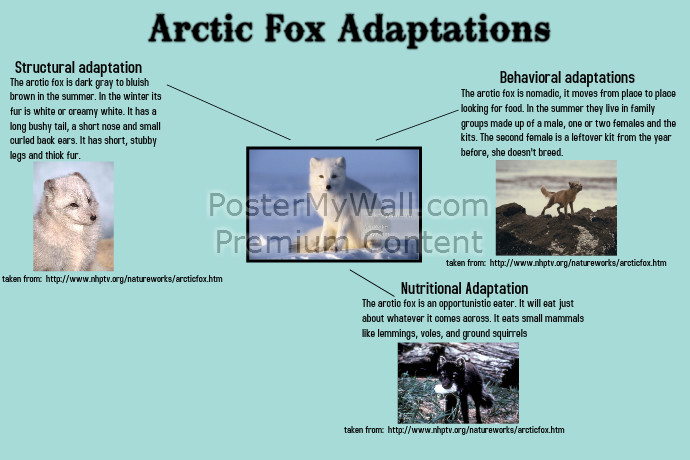 Fox Adapt Arctic Fox Facts Information For Kids Habitat Adaptations