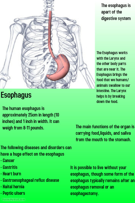 Esophagus Poster | PosterMyWall