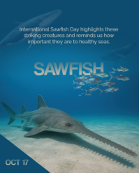 3d International Sawfish Day Instagram Portrait template