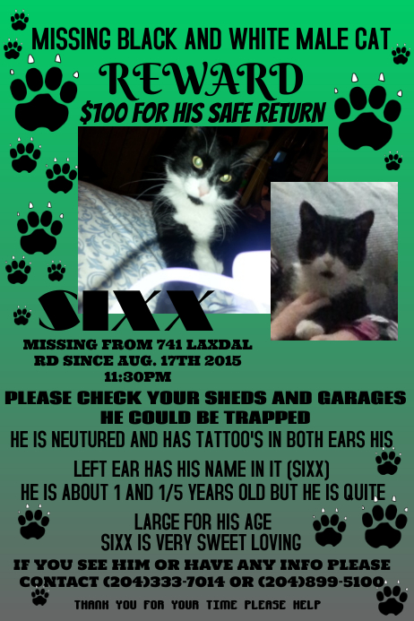 Lost Cat Template PosterMyWall