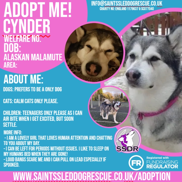 2022 SPRING ADOPTION POSTER | PosterMyWall