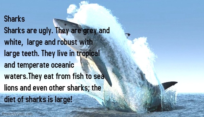 Sharks