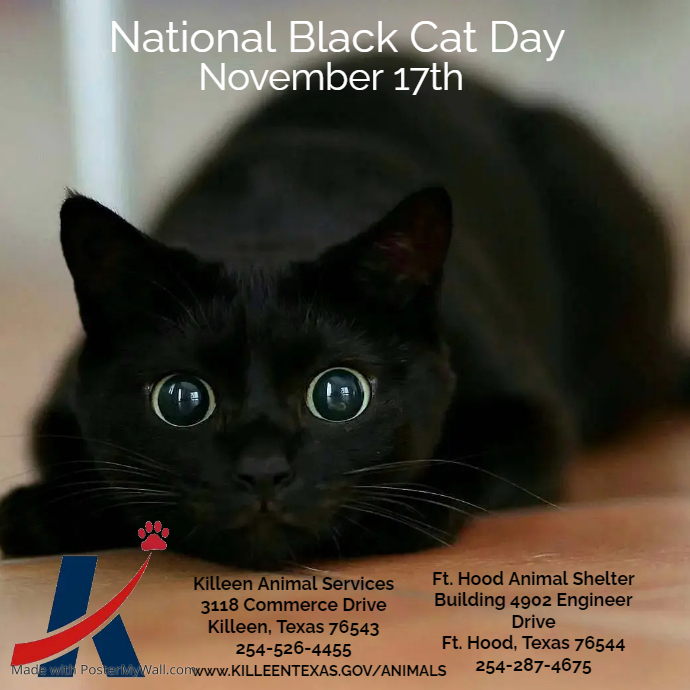 BLACK CAT APPRECIATION DAY PosterMyWall