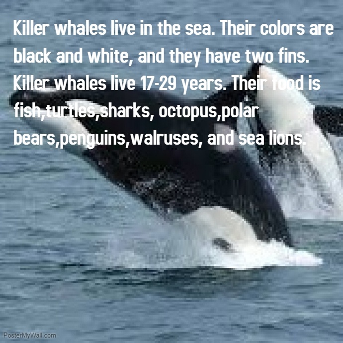 Killer Whales