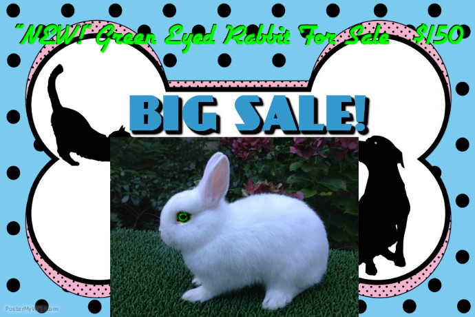 Rare Green Eyed Rabbit $150000 | PosterMyWall