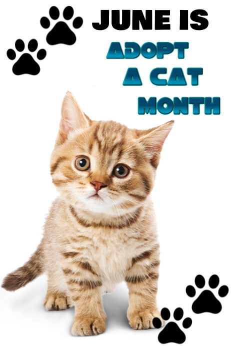 Adopt A Cat Poster template