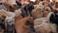 Adopt an Adorable Pet YouTube Thumbnail template