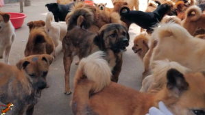 Adopt an Adorable Pet Miniatura de YouTube template