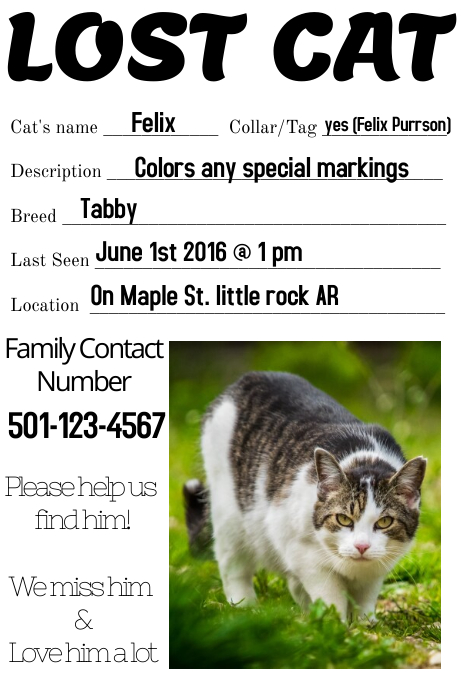 Missing Cat Lost Dog Template Postermywall