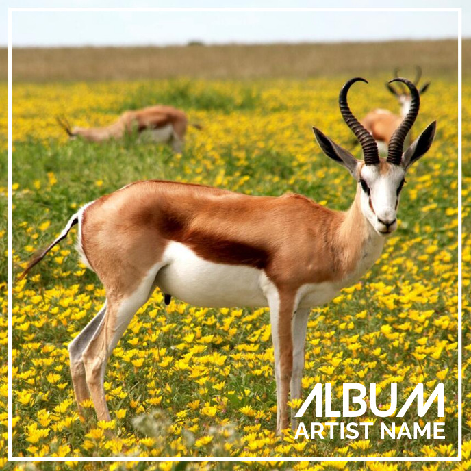 Copy of Album cover of springbok | PosterMyWall