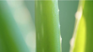 Yellow Nature Coverfoto til YouTube-kanal Template