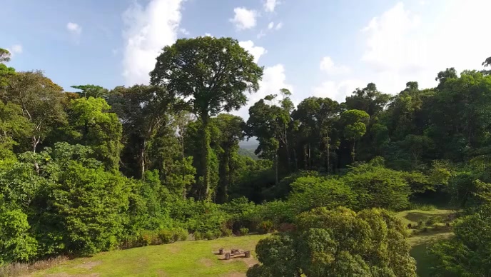 Amazon Forest Header Amazon Forest Template | PosterMyWall