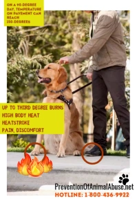 animal control, pet care, veterinarian, poster, mascotas, pets Plakat template