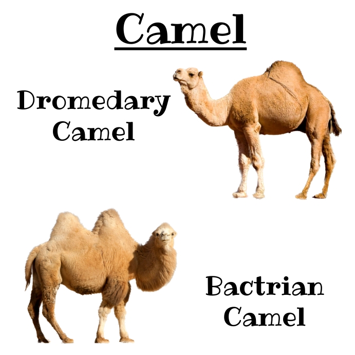 Animal Of The Week Template PosterMyWall Animal of the week template postermywall