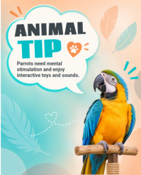 White Parrot Care Tips Instagram Portrait Template