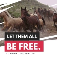 Animal Welfare Quote Instagram Post Template