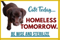 Animal Welfare Steralize Pets Campaign Plakat template