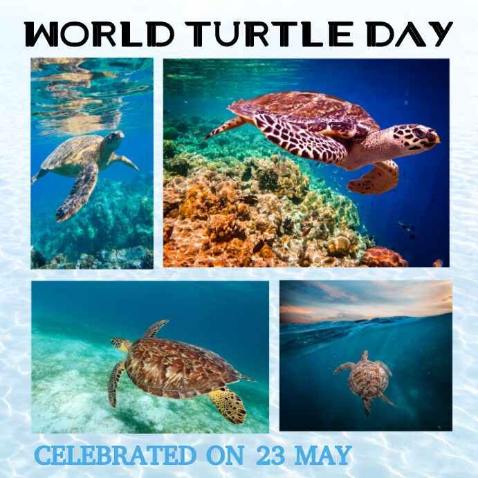 Turtlebox Flyer Copy of Aqua Maximalist World Turtle Day Flyer Insta | PosterMyWall