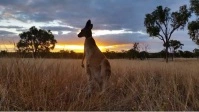 Australia Kangaroo YouTube Thumbnail template