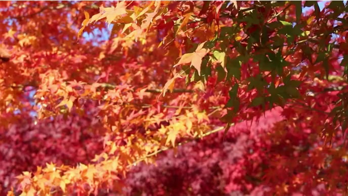 Autumn fall and beautifull tree Template | PosterMyWall