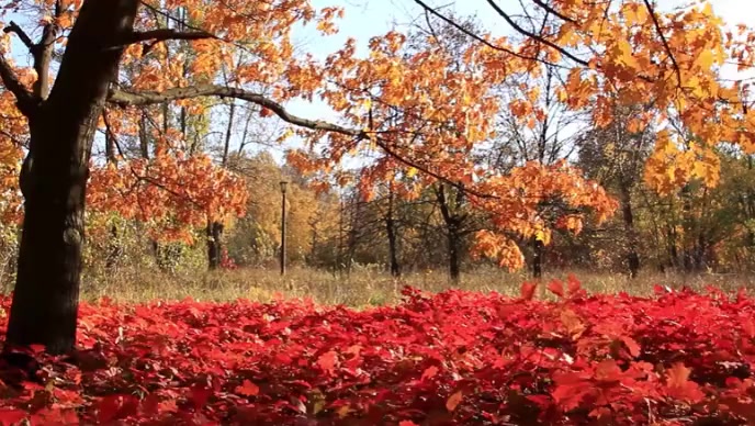 Autumn fall and tree Template | PosterMyWall