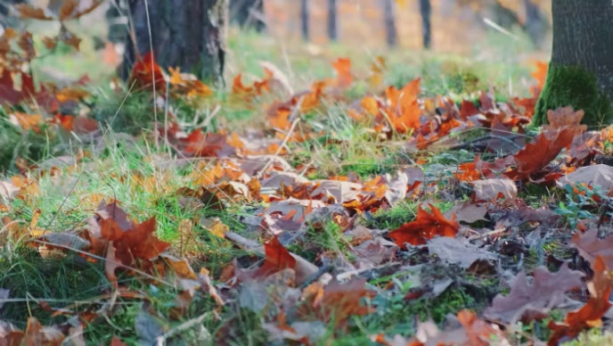 autumn fall and tree video Template | PosterMyWall