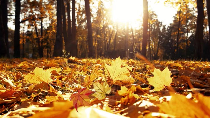 Copy of autumn fall video | PosterMyWall