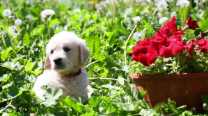黄色 Baby Dog Coverfoto til YouTube-kanal Template