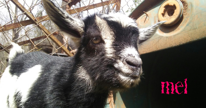 Modele Chevre Bebe Postermywall Modele Chevre Bebe Postermywall