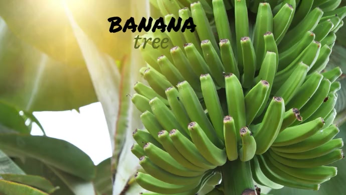 Banana YouTube-Kanal-Coverfoto template