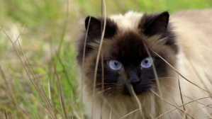 BEAUTIFUL CAT Coverfoto til YouTube-kanal template