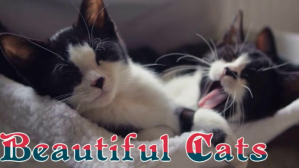 Marron Beautiful Cats Ekran reklamowy Template