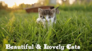 Noir Beautiful Cats Ekran reklamowy Template