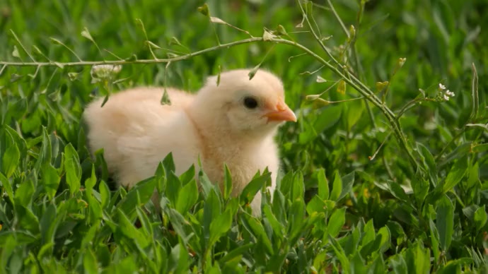 Beautiful chick Template | PosterMyWall