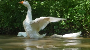 Beautiful Duck YouTube-miniature template