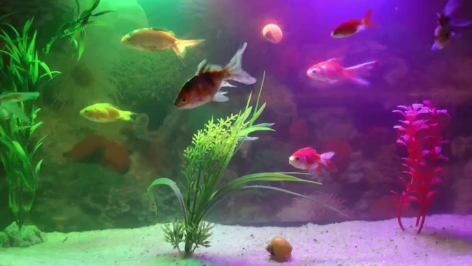 Beautiful fish aquarium video ตัวอย่างภาพบน YouTube template