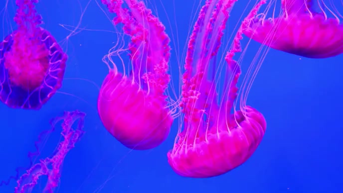 beautiful jelly fish Template | PosterMyWall