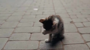 Cinzento Beautiful kitten cat baby video Miniatura na YouTube Template