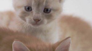 Grey Beautiful kitten cute cub video Miniatura na YouTube Template