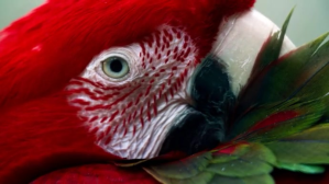 Rouge Beautiful parrot in cage YouTube Thumbnail Template