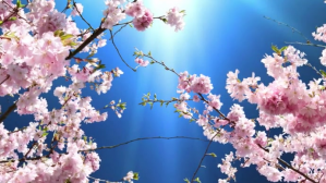 beautiful pink flower YouTube-miniature template