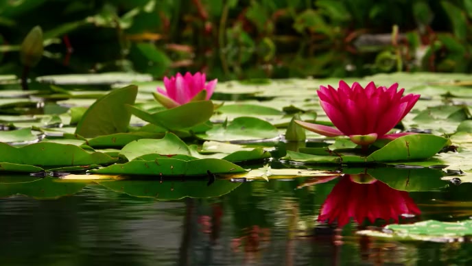 Beautiful pink lotus in pond video YouTube 缩略图 template