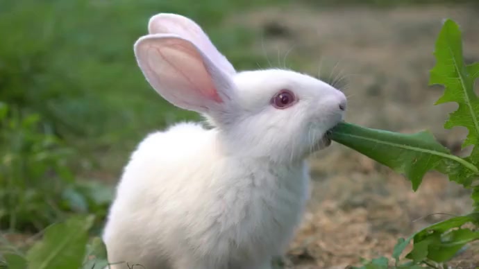 Beautiful Rabbit Template | PosterMyWall