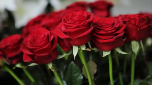 beautiful red rose YouTube-miniature template