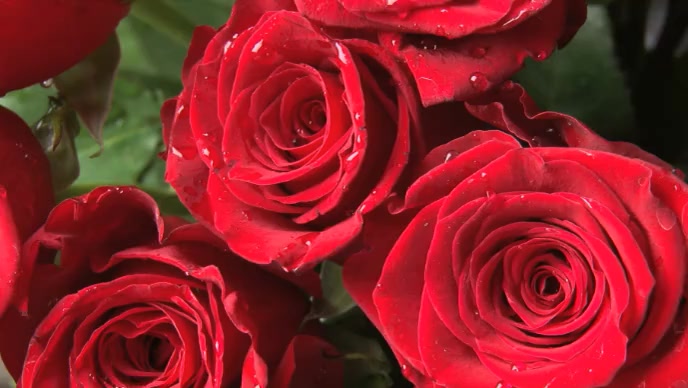 beautiful red roses Template | PosterMyWall