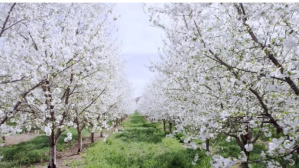 Grå Beautiful Spring break video Уменьшенное изображение YouTube Template